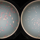Illustration for article titled 50,000 generations of bacteria prove that evolution never stops